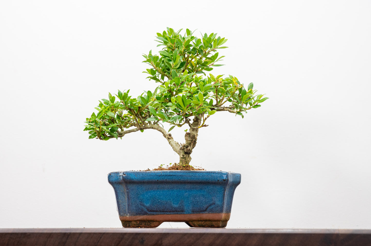 Japanese Holly Bonsai - 15cm Navy Ceramic Pot