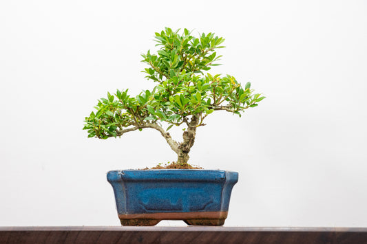 Japanese Holly Bonsai - 15cm Navy Ceramic Pot