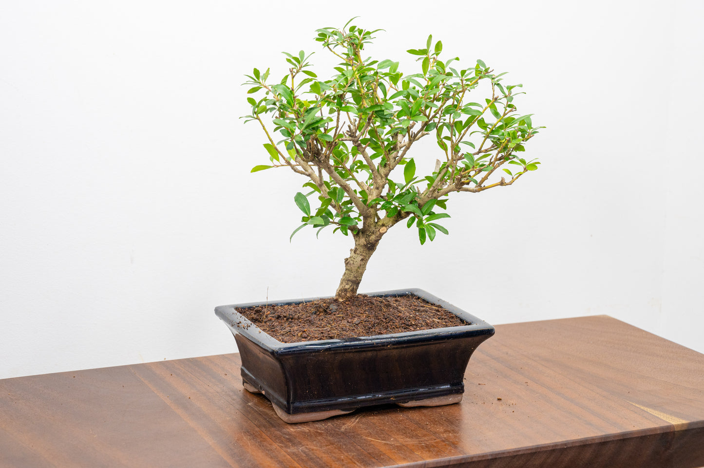Japanese Holly Bonsai  ' Broom style' - 18cm Navy Ceramic Pot