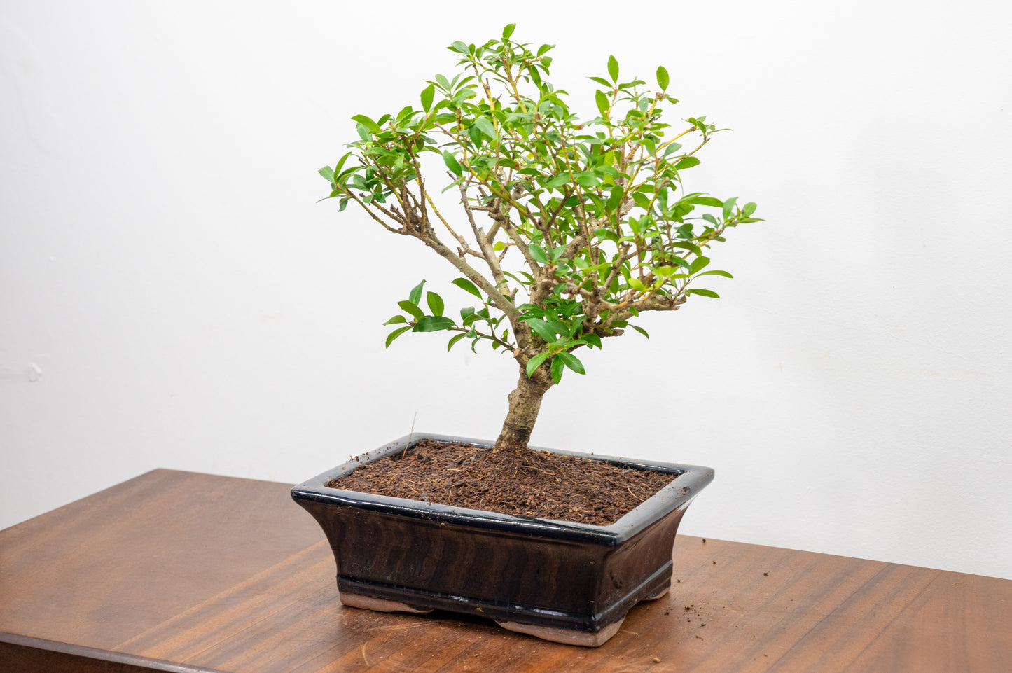 Japanese Holly Bonsai  ' Broom style' - 18cm Navy Ceramic Pot