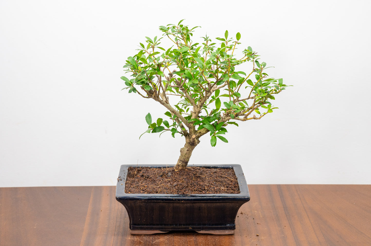 Japanese Holly Bonsai  ' Broom style' - 18cm Navy Ceramic Pot