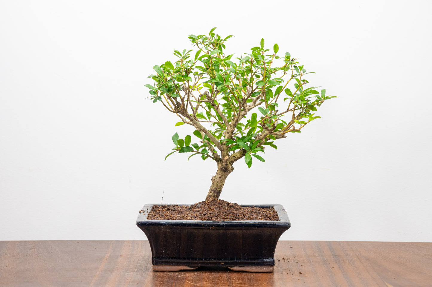 Japanese Holly Bonsai  ' Broom style' - 18cm Navy Ceramic Pot
