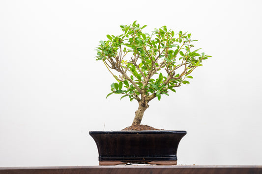 Japanese Holly Bonsai  ' Broom style' - 18cm Navy Ceramic Pot