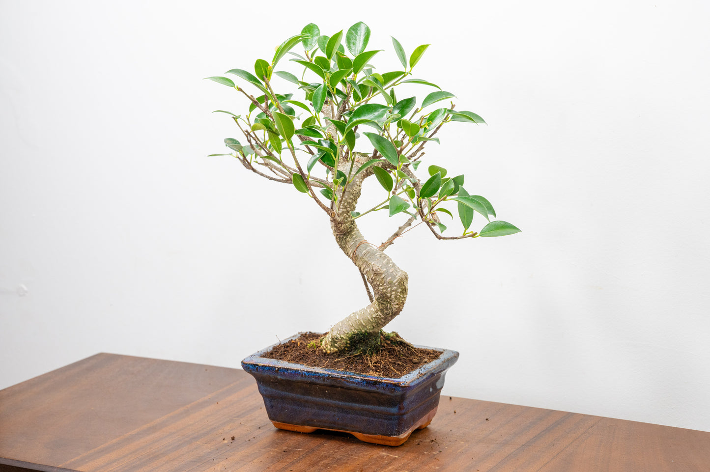 Banyan Fig Bonsai  S Trunk - 15cm Navy Ceramic Pot + Care Kit