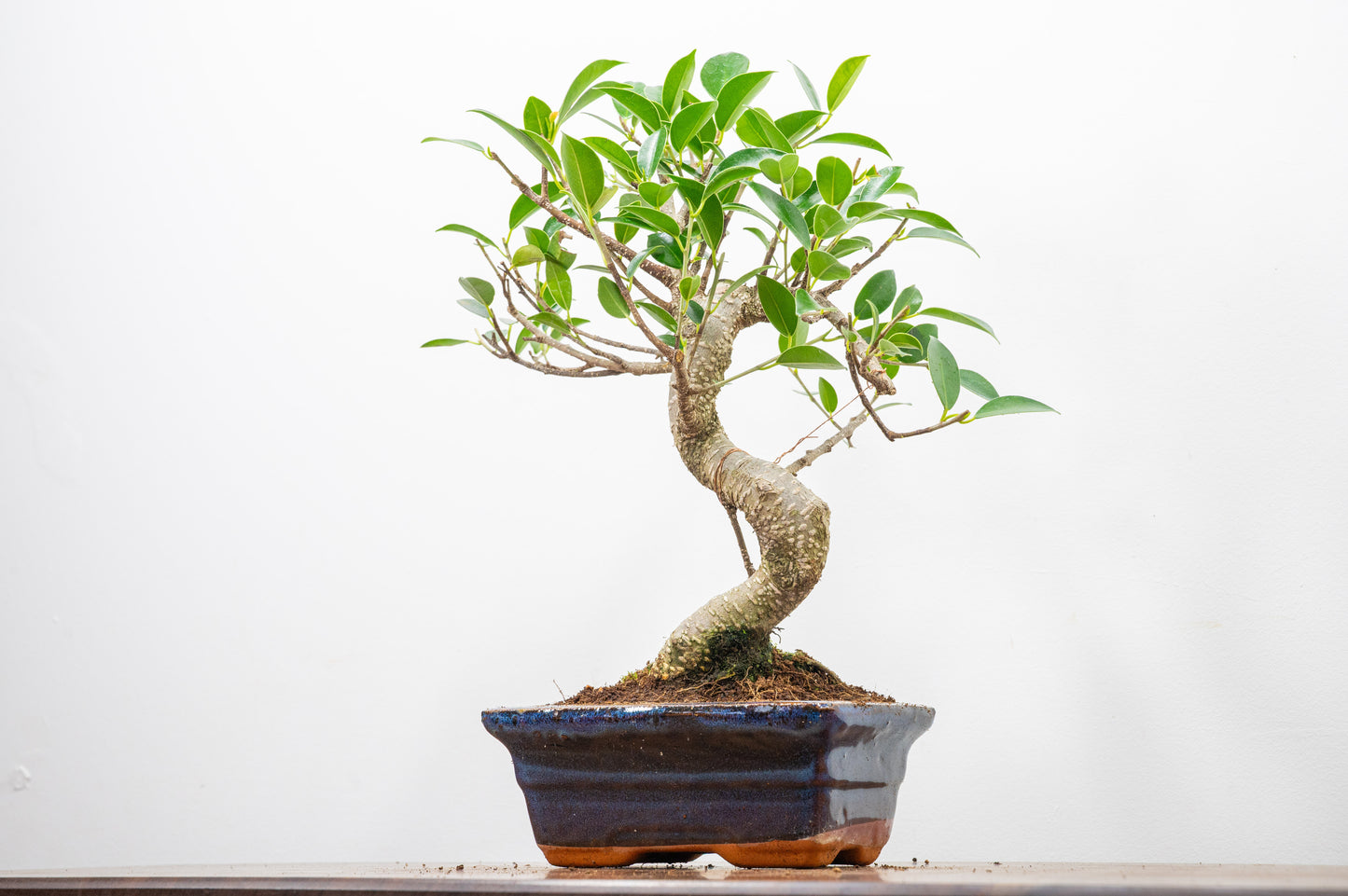 Banyan Fig Bonsai  S Trunk - 15cm Navy Ceramic Pot + Care Kit