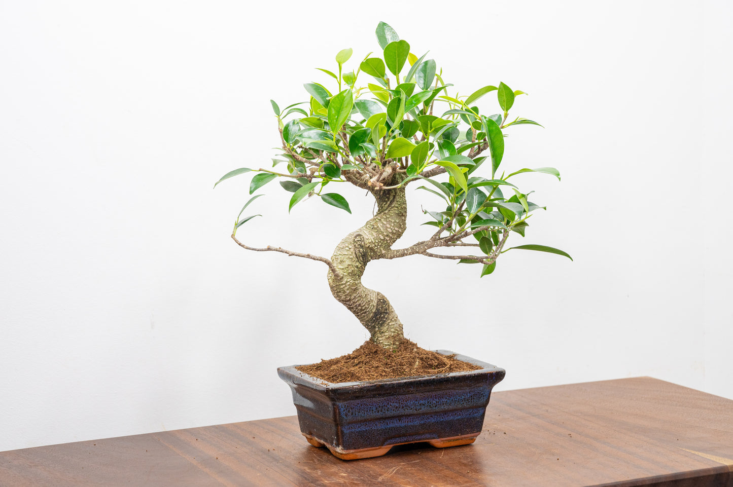 Banyan Fig Bonsai  S Trunk - 15cm Navy Ceramic Pot + Care Kit