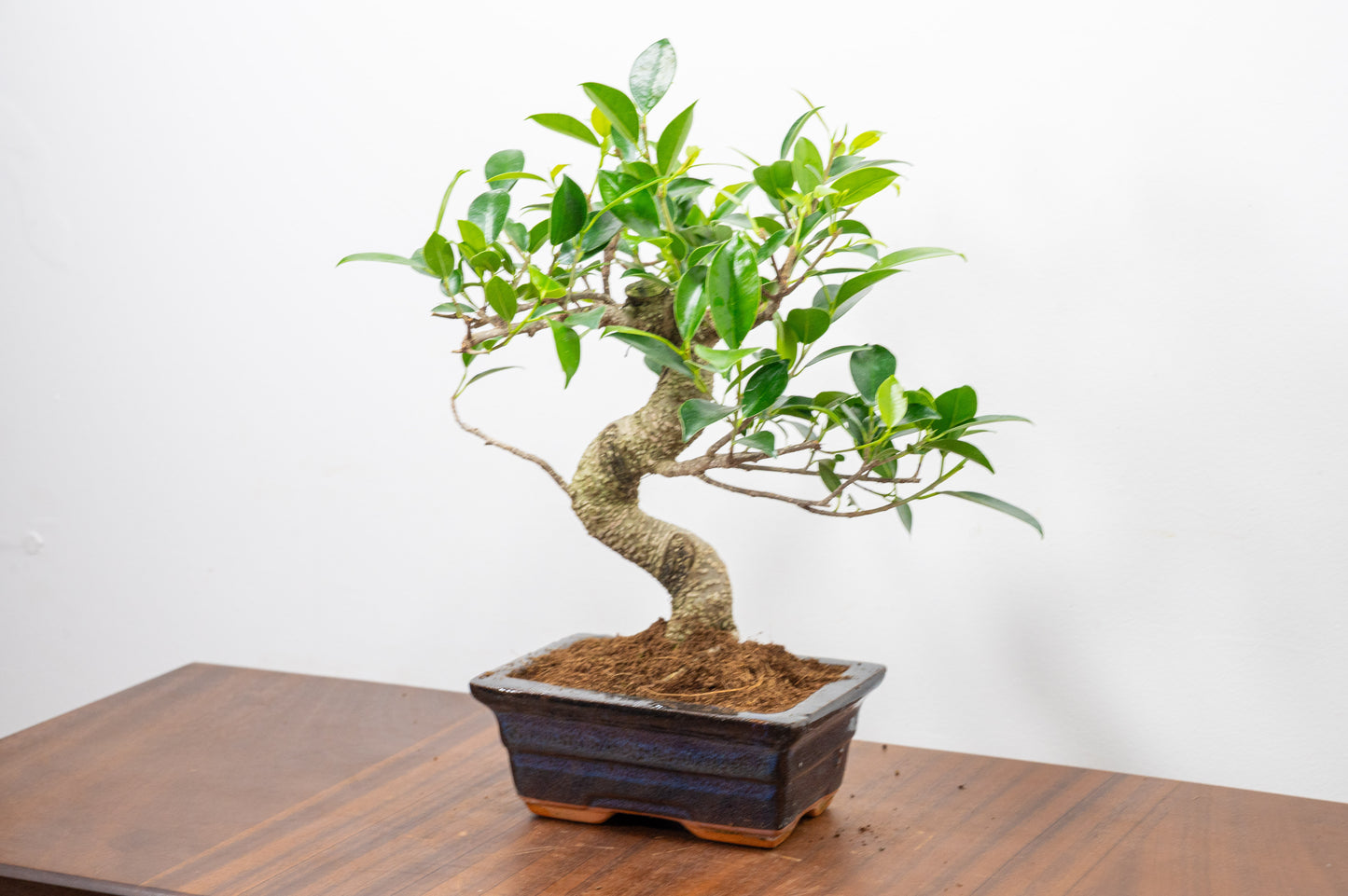 Banyan Fig Bonsai  S Trunk - 15cm Navy Ceramic Pot + Care Kit