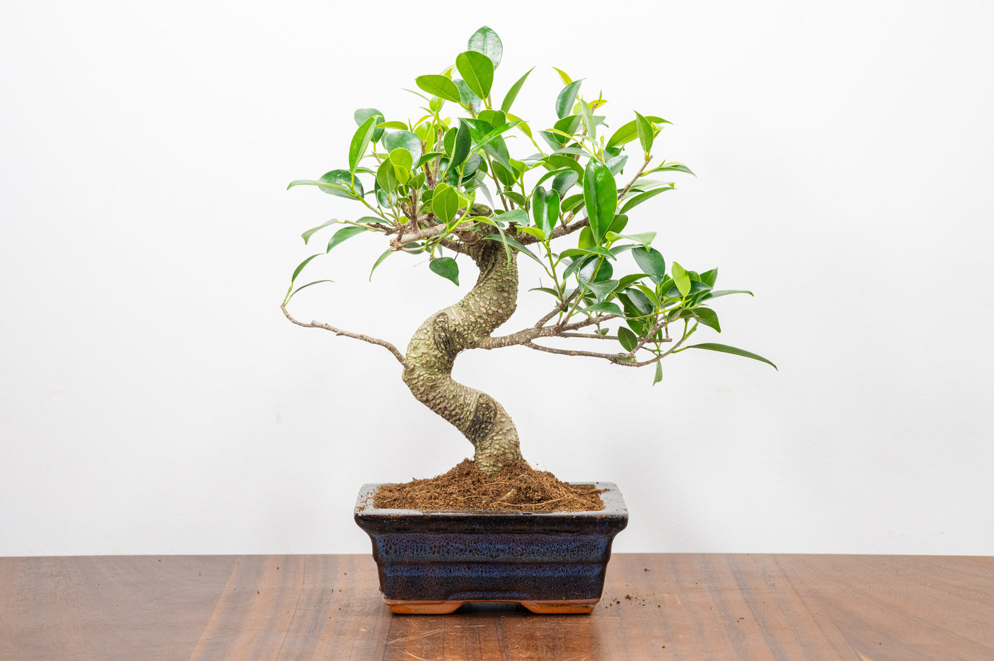 Banyan Fig Bonsai  S Trunk - 15cm Navy Ceramic Pot + Care Kit