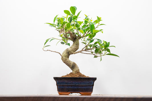 Banyan Fig Bonsai  S Trunk - 15cm Navy Ceramic Pot + Care Kit