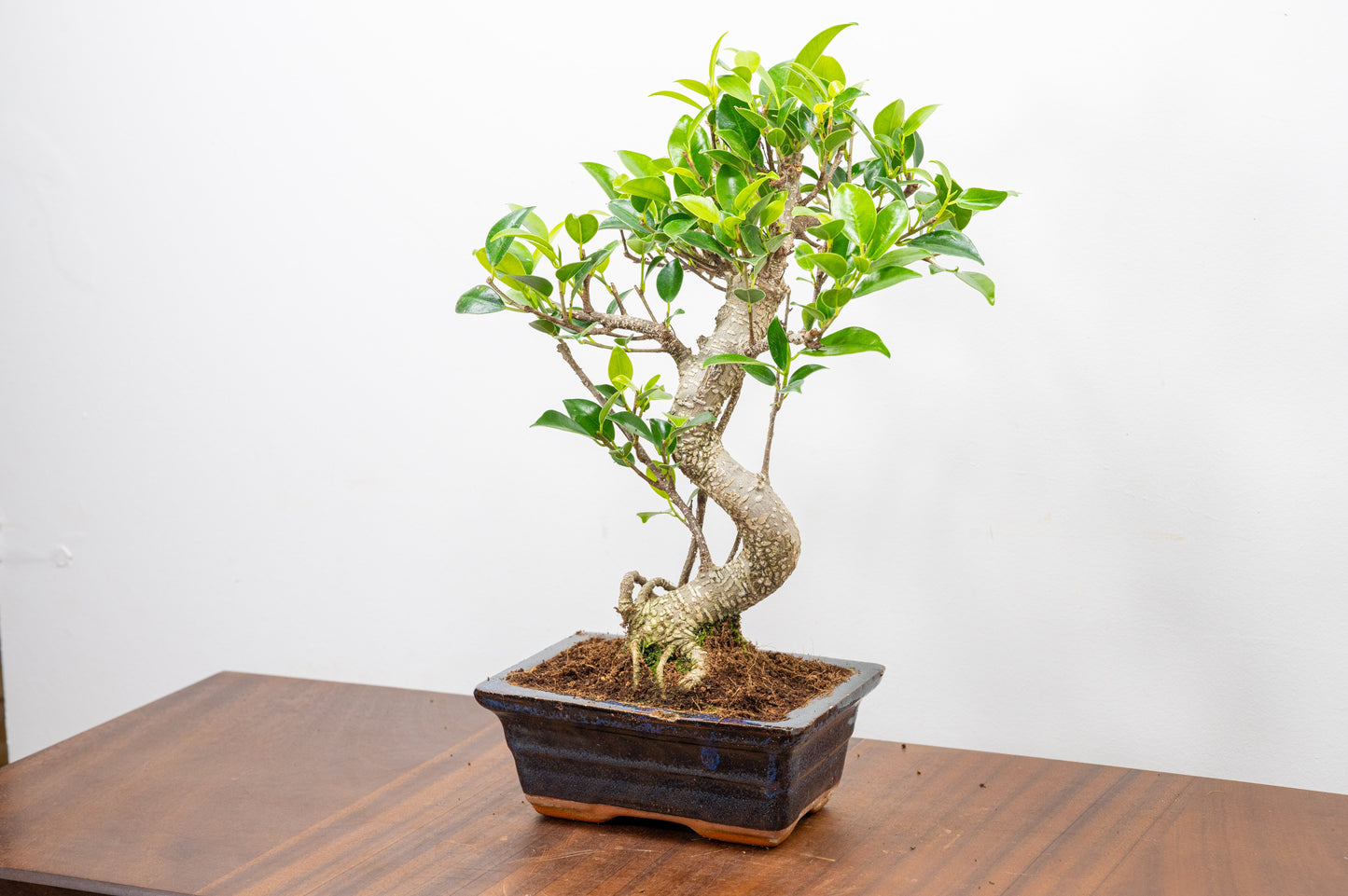 Banyan Fig Bonsai  S Trunk - 15cm Navy Ceramic Pot + Care Kit