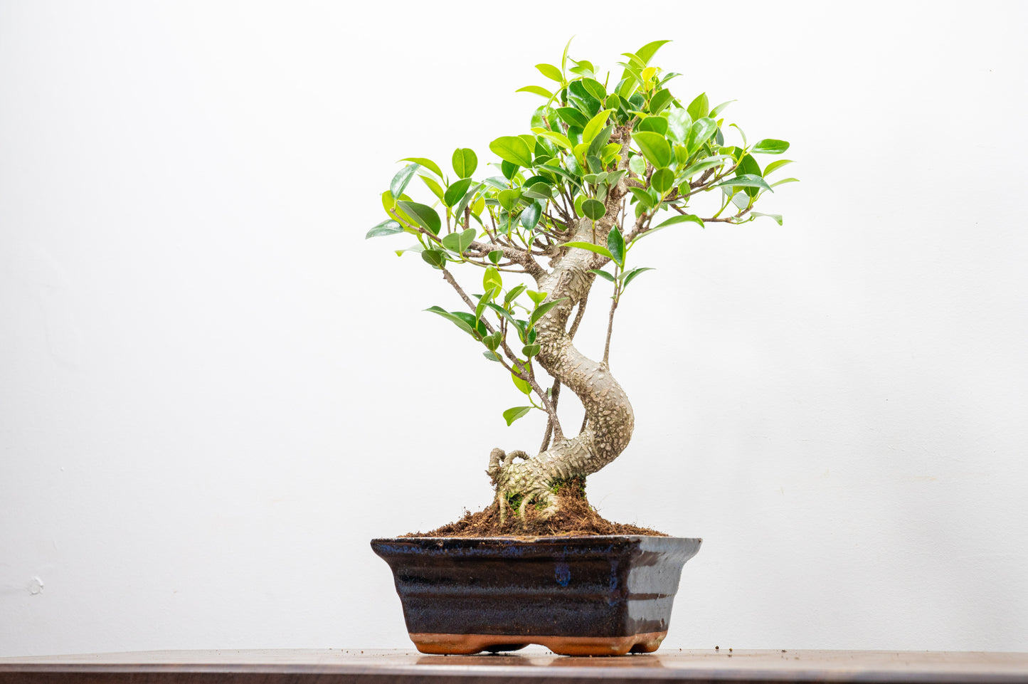 Banyan Fig Bonsai  S Trunk - 15cm Navy Ceramic Pot + Care Kit