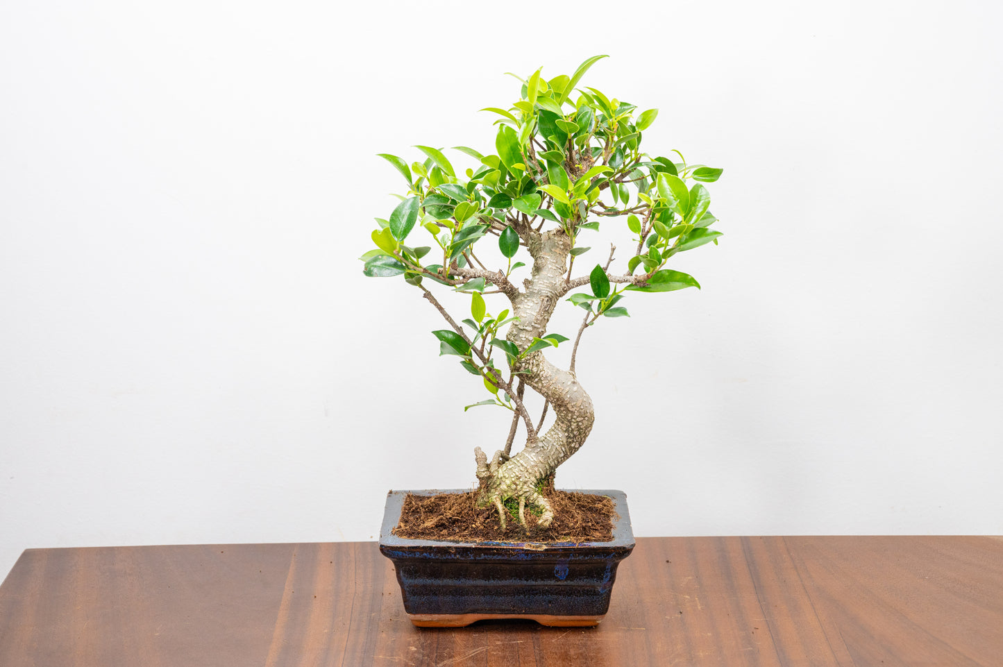 Banyan Fig Bonsai  S Trunk - 15cm Navy Ceramic Pot + Care Kit