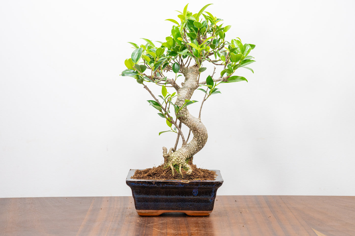 Banyan Fig Bonsai  S Trunk - 15cm Navy Ceramic Pot + Care Kit