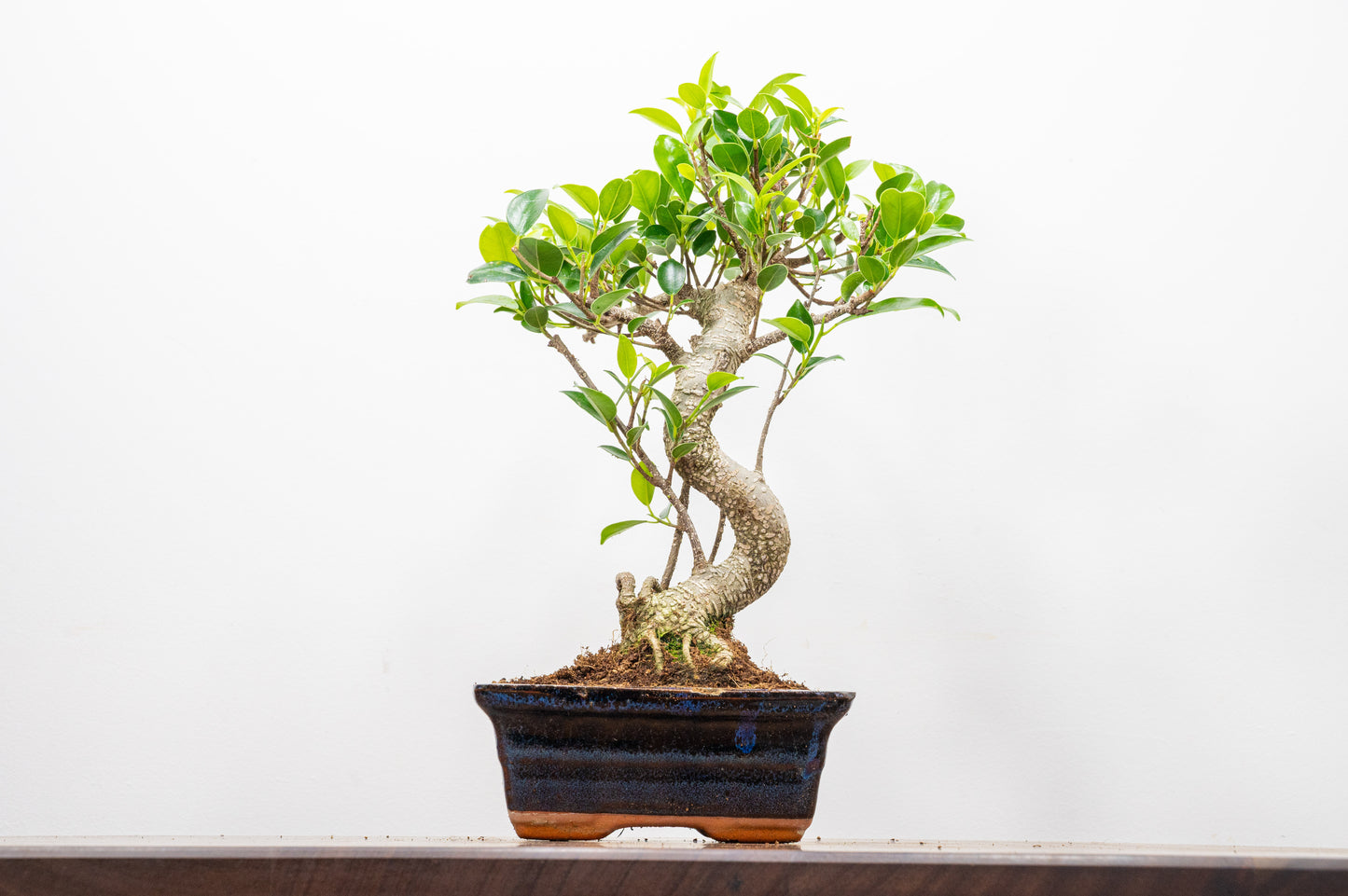 Banyan Fig Bonsai  S Trunk - 15cm Navy Ceramic Pot + Care Kit