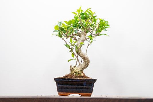Banyan Fig Bonsai  S Trunk - 15cm Navy Ceramic Pot + Care Kit