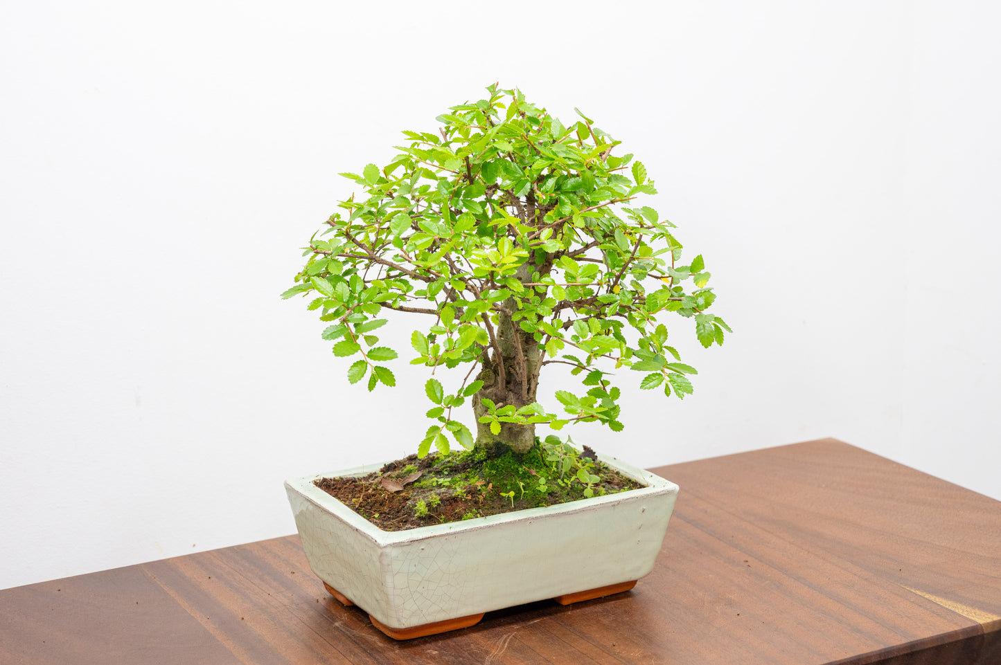 Chinese Elm Bonsai and Care Kit in 18cm Cream Ceramic Pot
