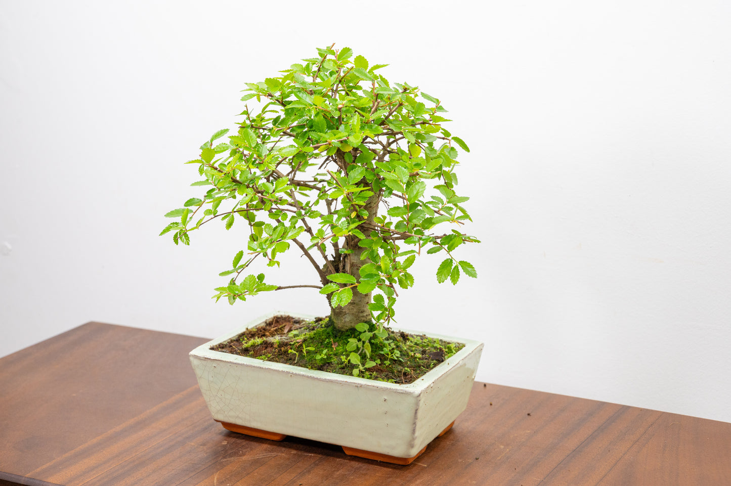 Chinese Elm Bonsai and Care Kit in 18cm Cream Ceramic Pot