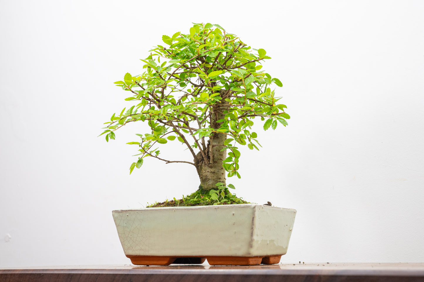 Chinese Elm Bonsai and Care Kit in 18cm Cream Ceramic Pot