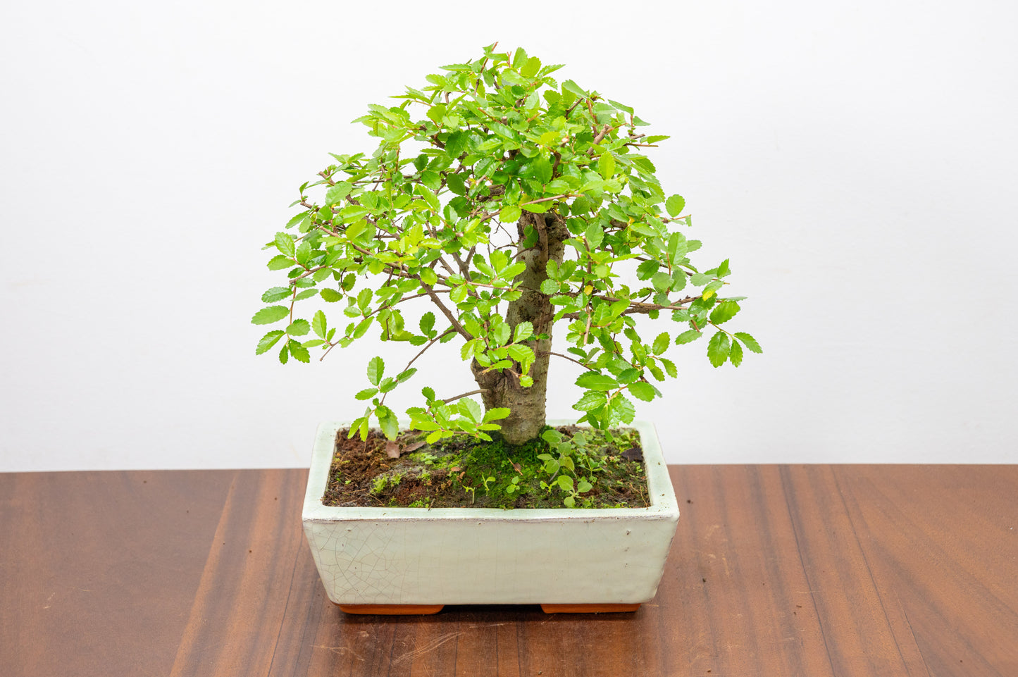 Chinese Elm Bonsai and Care Kit in 18cm Cream Ceramic Pot