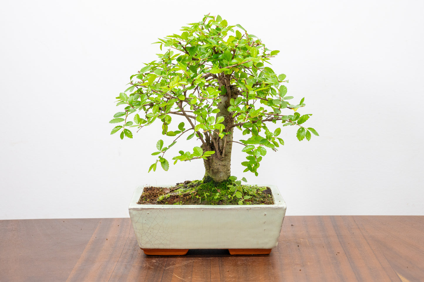 Chinese Elm Bonsai and Care Kit in 18cm Cream Ceramic Pot