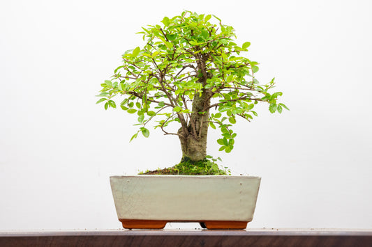 Chinese Elm Bonsai and Care Kit in 18cm Cream Ceramic Pot