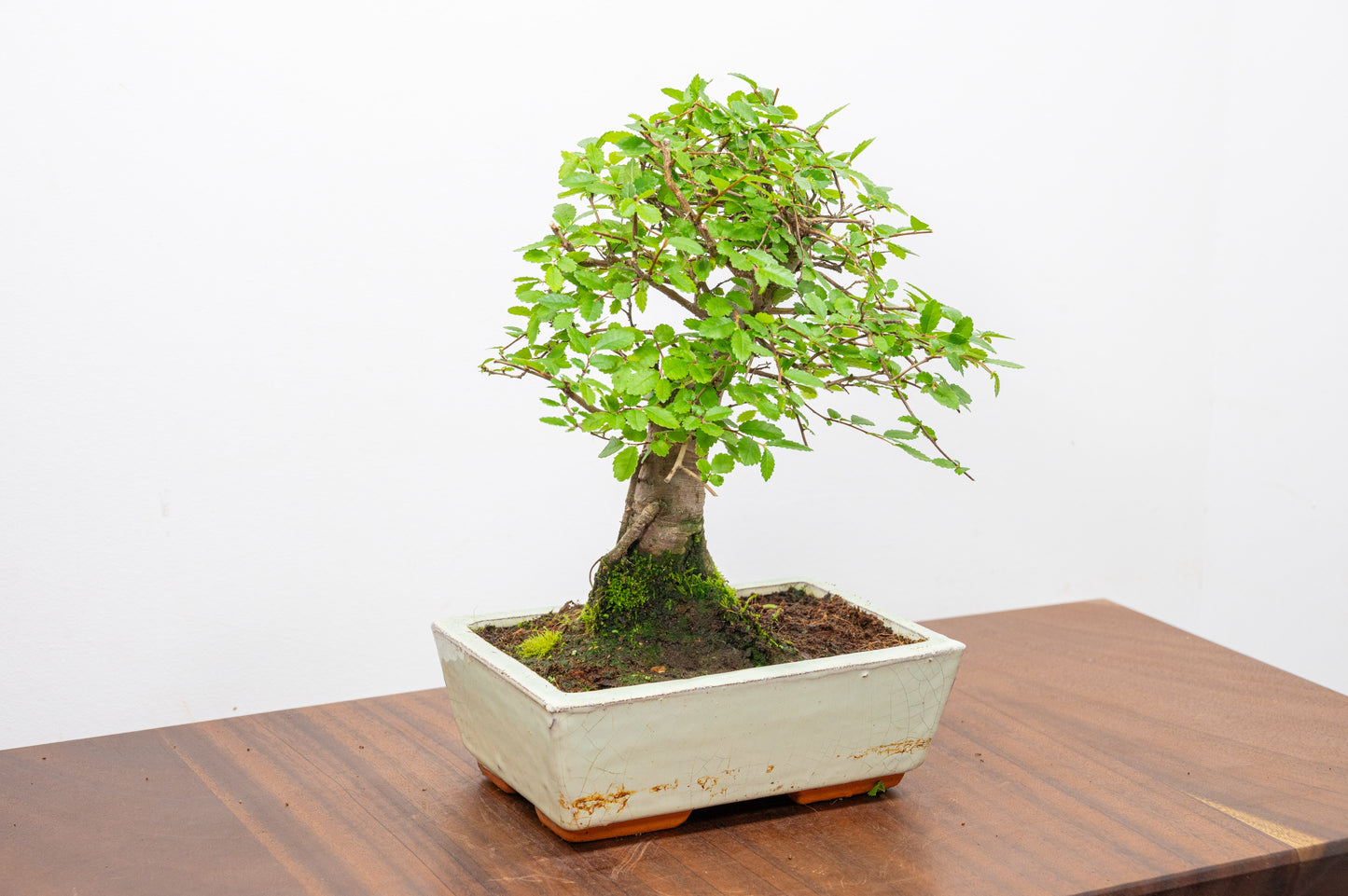 Chinese Elm Bonsai and Care Kit in 18cm Cream Ceramic Pot
