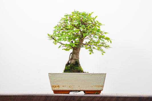 Chinese Elm Bonsai and Care Kit in 18cm Cream Ceramic Pot