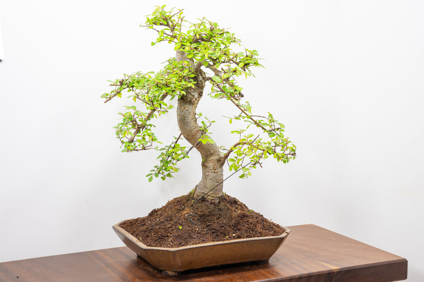 Large Chinese Elm Bonsai in a 28cm Venus Brown Dish