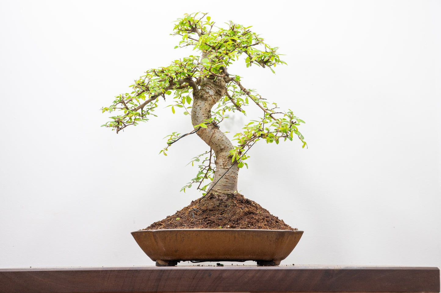 Large Chinese Elm Bonsai in a 28cm Venus Brown Dish