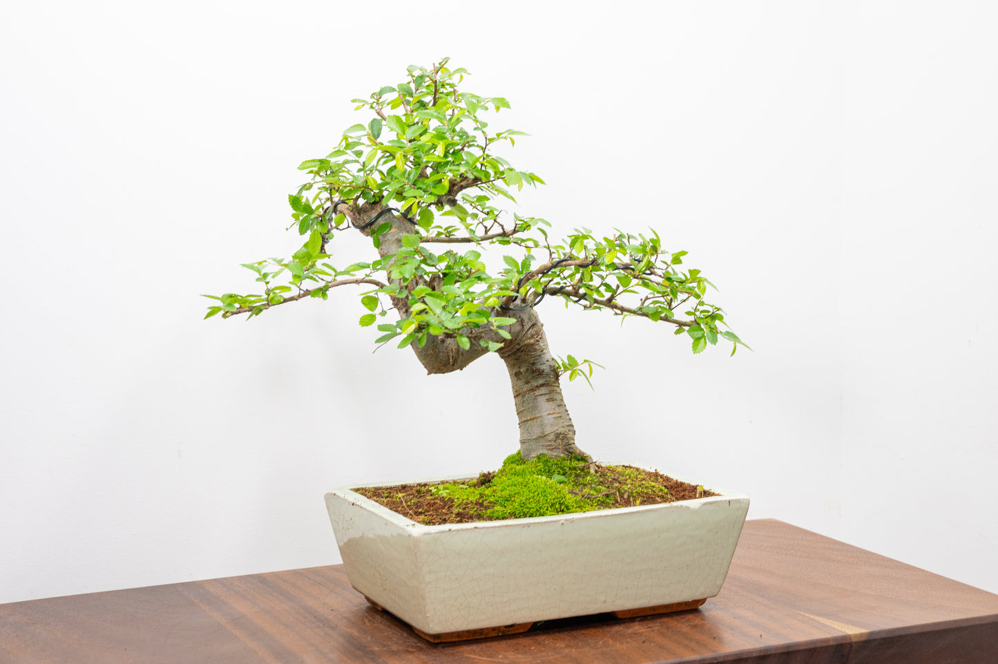 Chinese Elm Bonsai and Care Kit in 28cm Cream Ceramic Pot