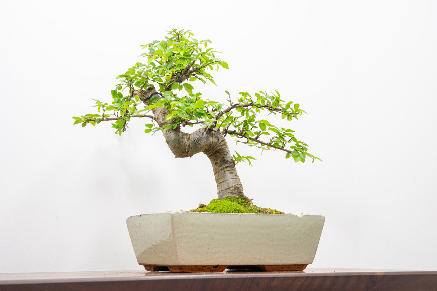 Chinese Elm Bonsai and Care Kit in 28cm Cream Ceramic Pot