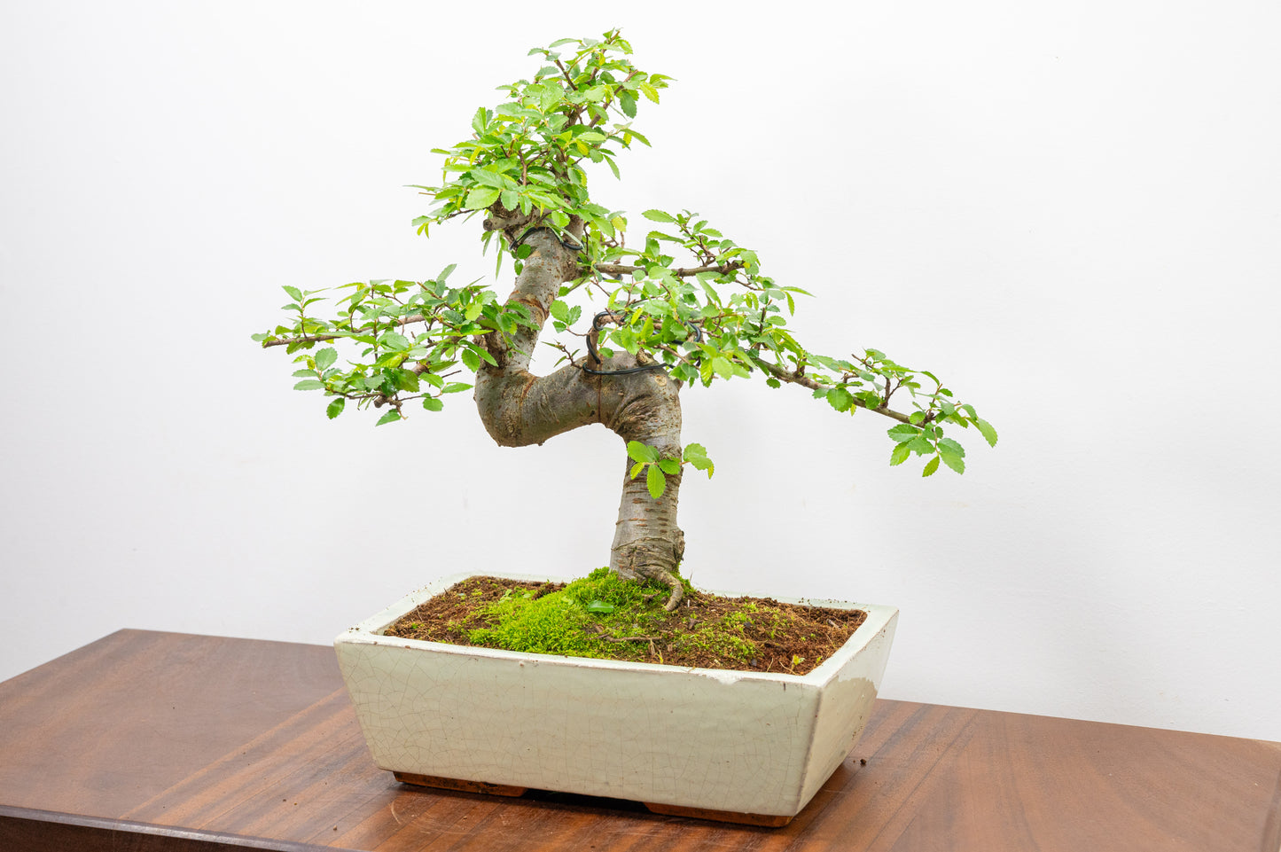 Chinese Elm Bonsai and Care Kit in 28cm Cream Ceramic Pot