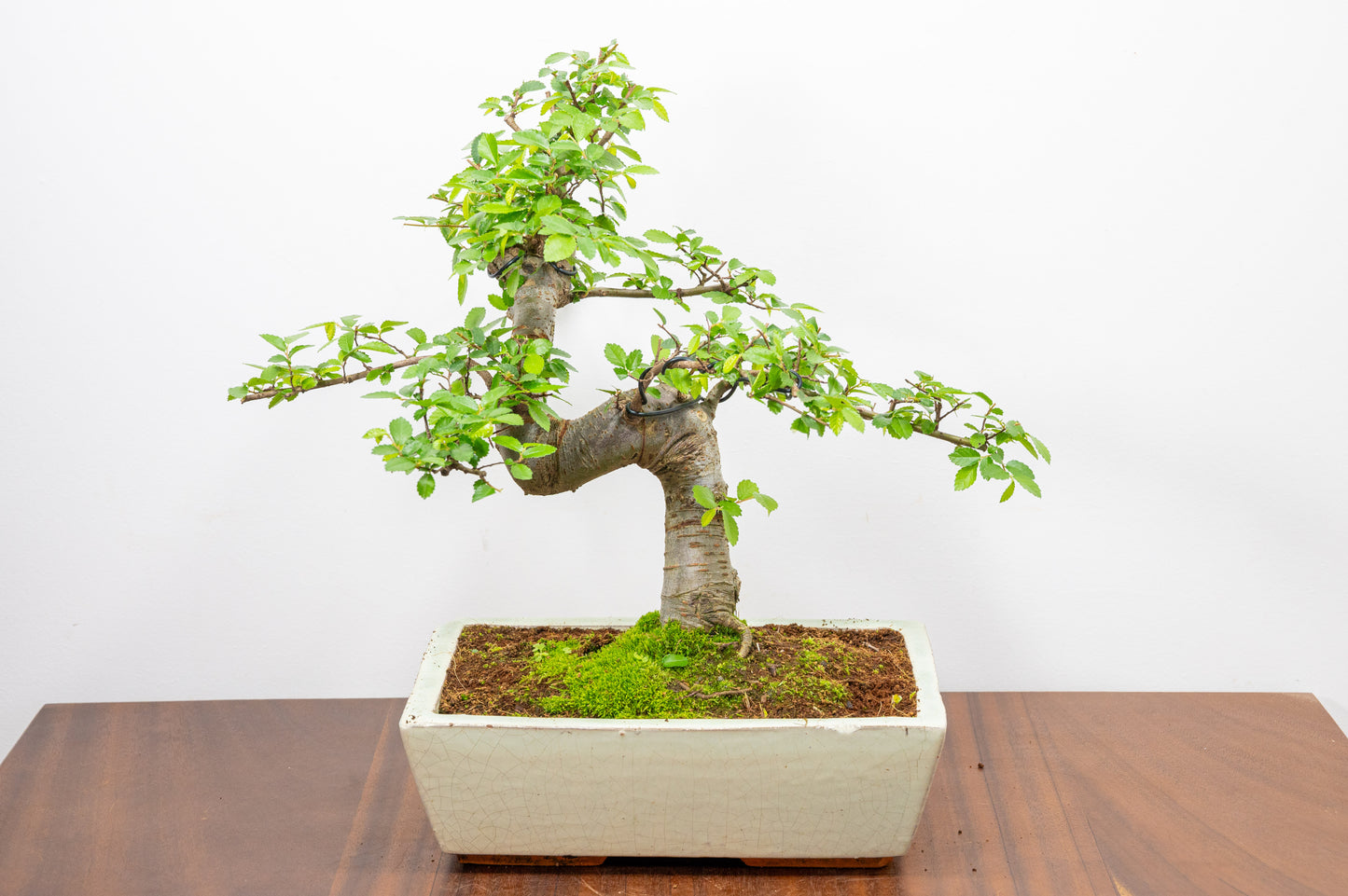 Chinese Elm Bonsai and Care Kit in 28cm Cream Ceramic Pot
