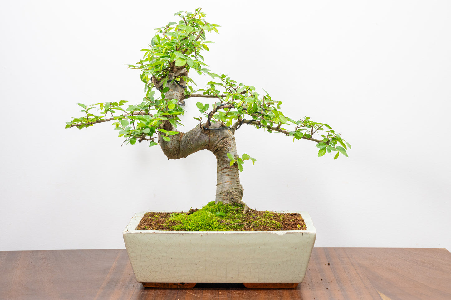 Chinese Elm Bonsai and Care Kit in 28cm Cream Ceramic Pot