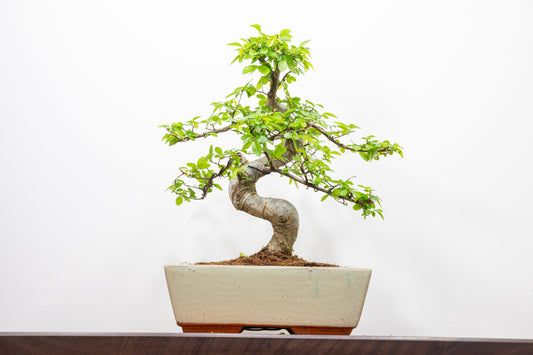 Chinese Elm Bonsai and Care Kit in 25cm Cream Ceramic Pot