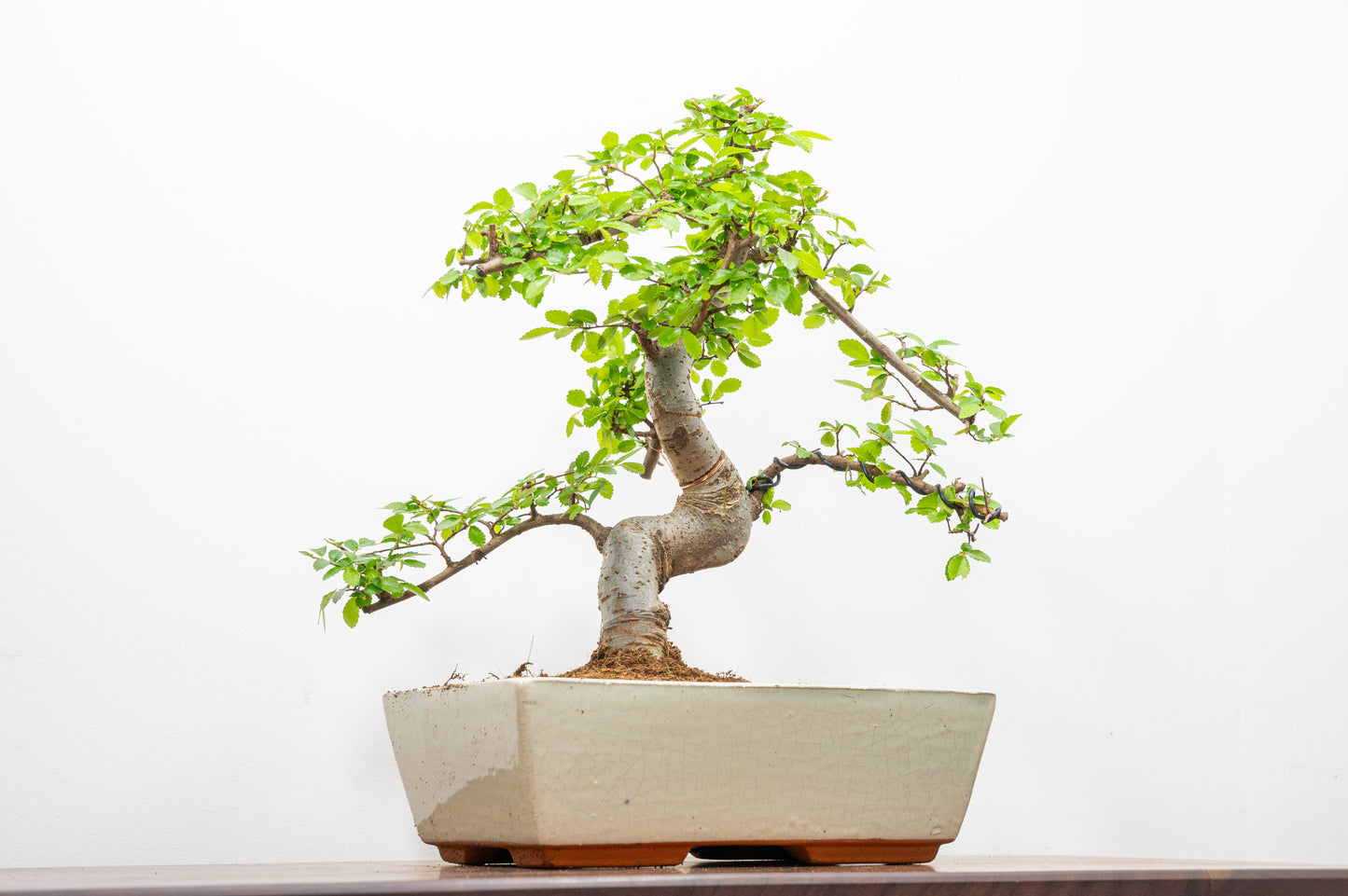Chinese Elm Bonsai and Care Kit in 25cm Cream Ceramic Pot