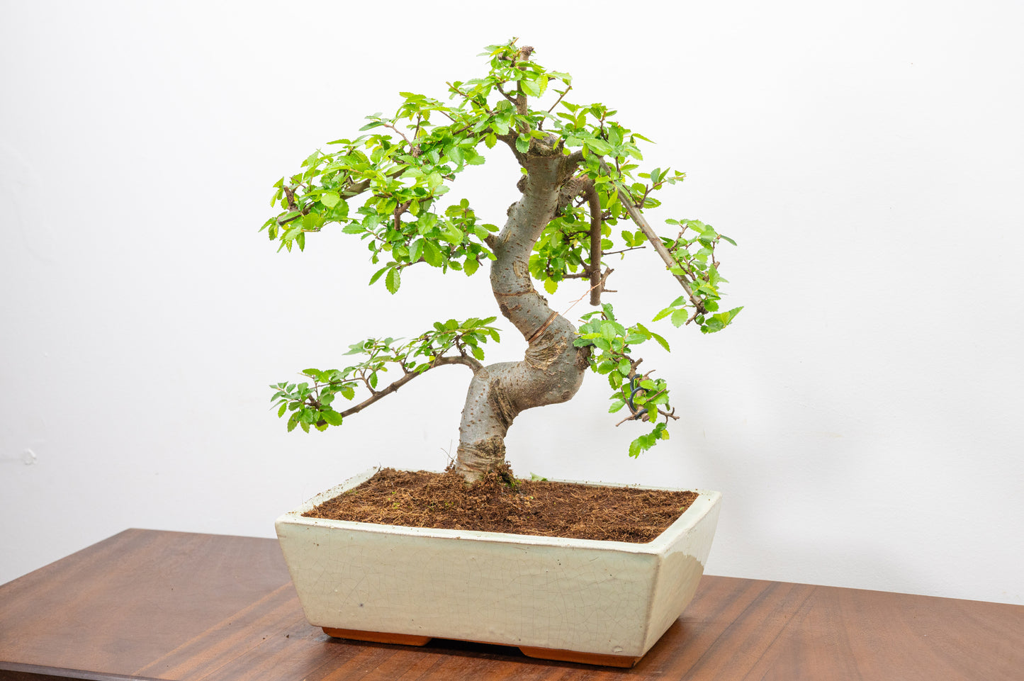 Chinese Elm Bonsai and Care Kit in 25cm Cream Ceramic Pot