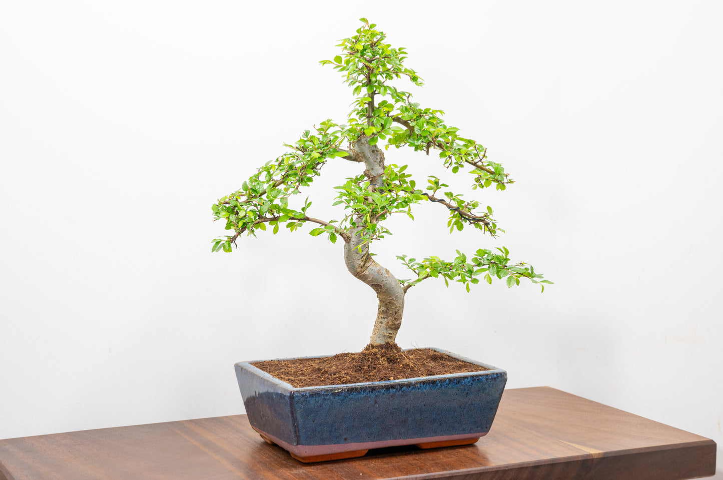 Chinese Elm Bonsai and Care Kit in 25cm Navy Ceramic Pot