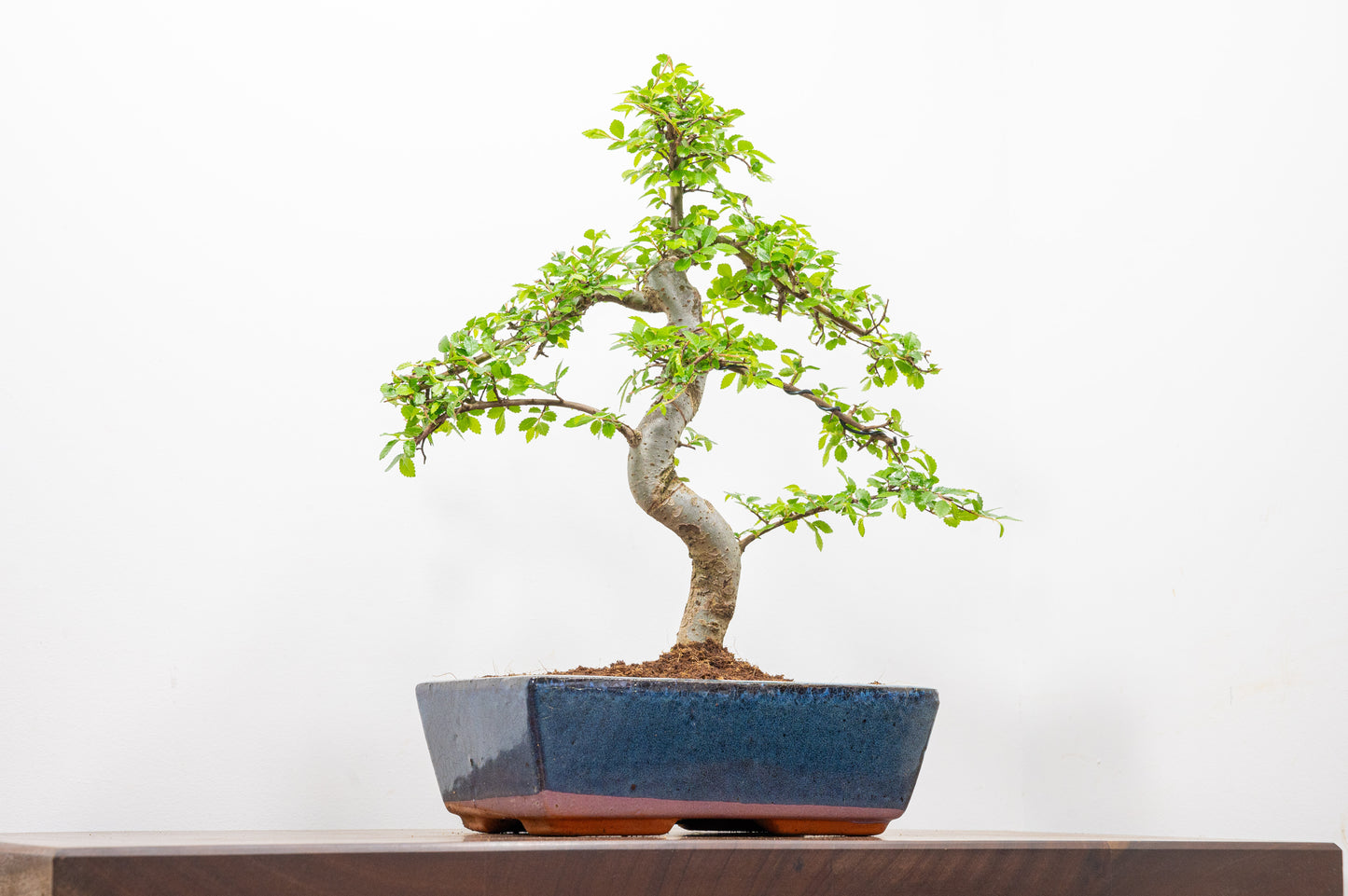 Chinese Elm Bonsai and Care Kit in 25cm Navy Ceramic Pot