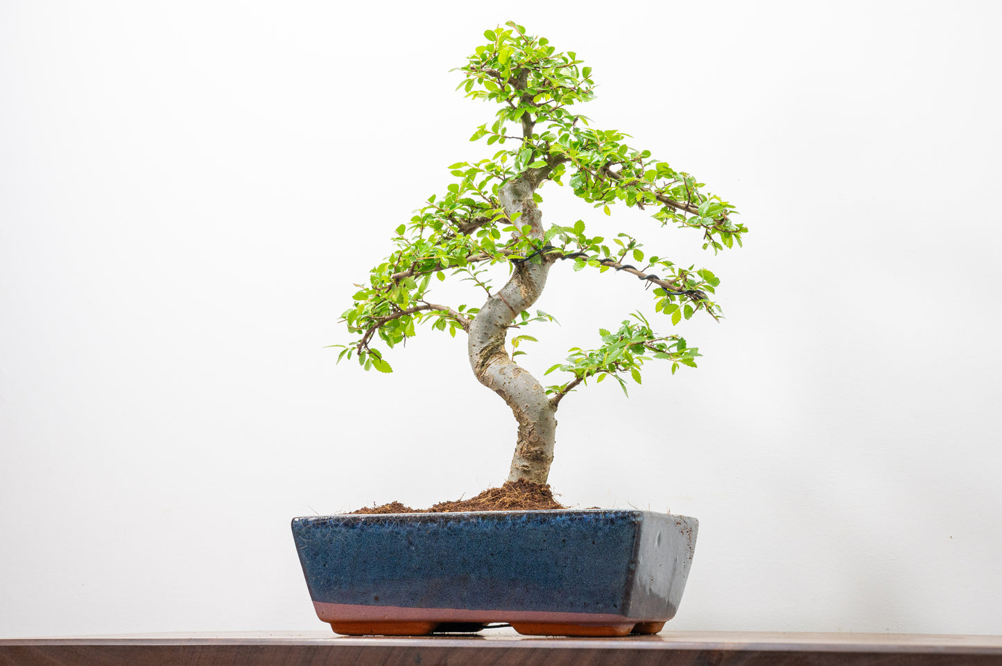 Chinese Elm Bonsai and Care Kit in 25cm Navy Ceramic Pot