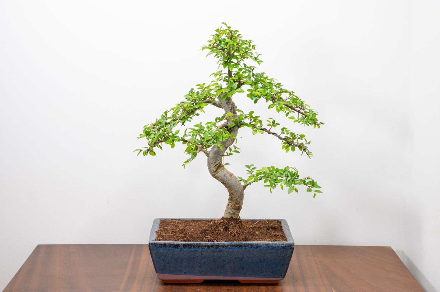 Chinese Elm Bonsai and Care Kit in 25cm Navy Ceramic Pot