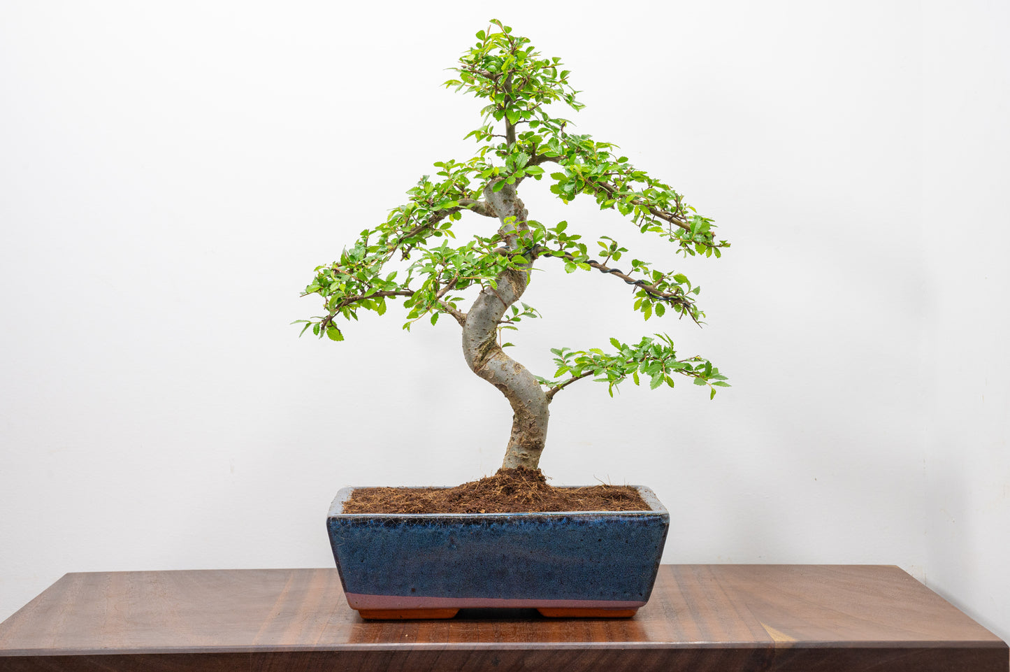 Chinese Elm Bonsai and Care Kit in 25cm Navy Ceramic Pot