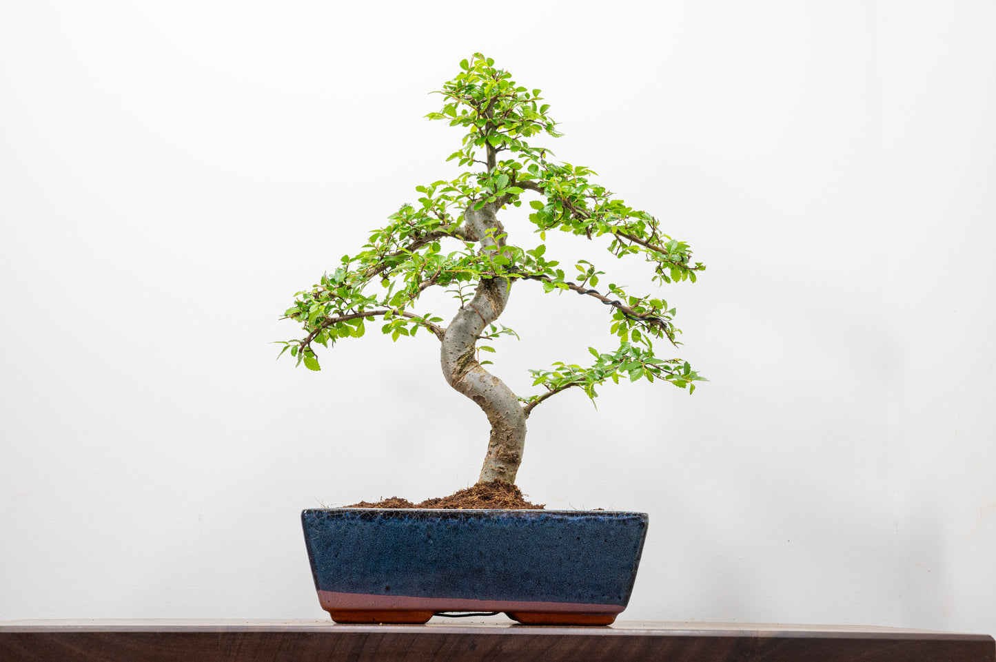 Chinese Elm Bonsai and Care Kit in 25cm Navy Ceramic Pot