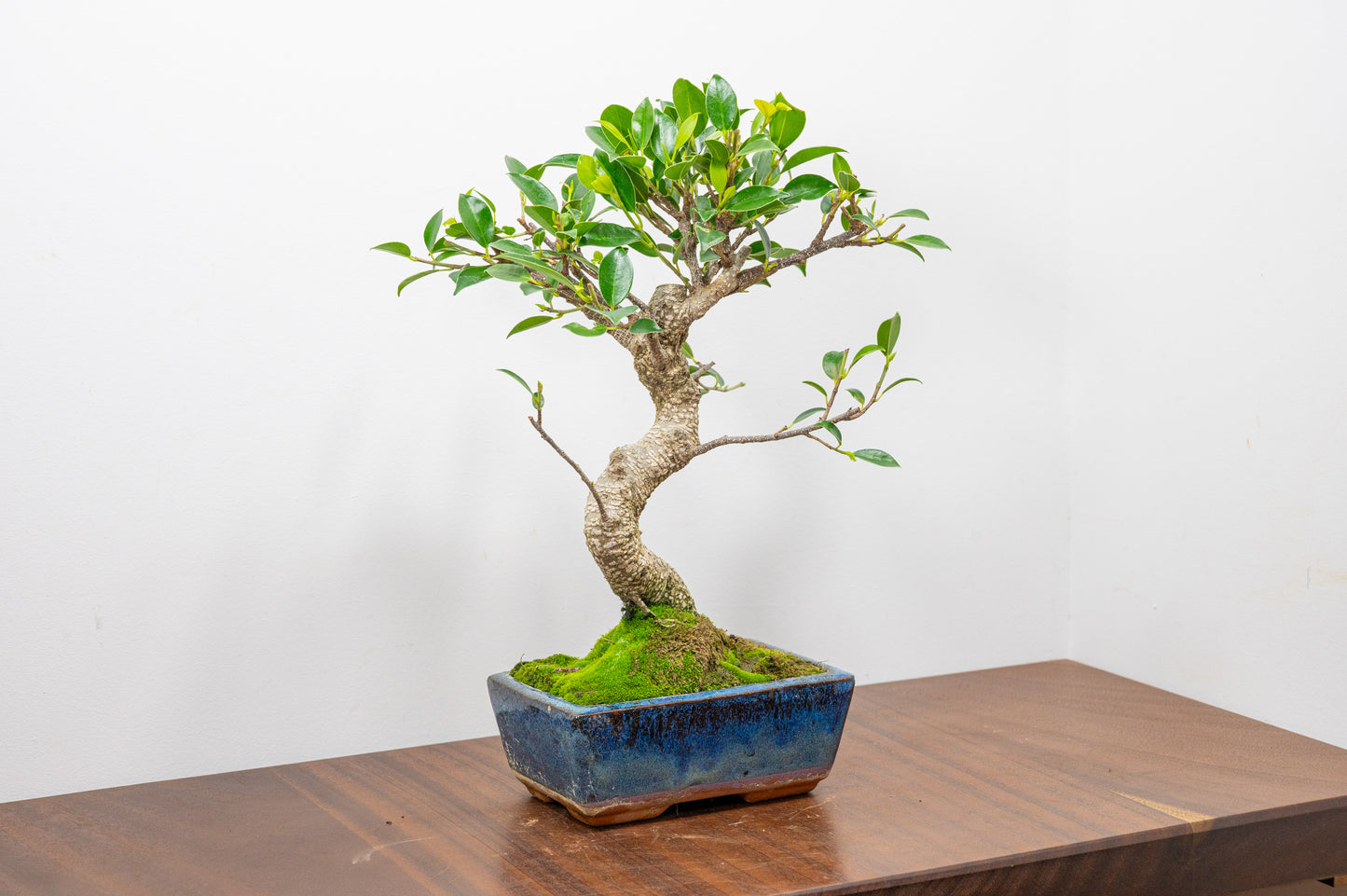 Banyan Fig Bonsai  S Trunk - 15cm Blue Ceramic Pot + Care Kit