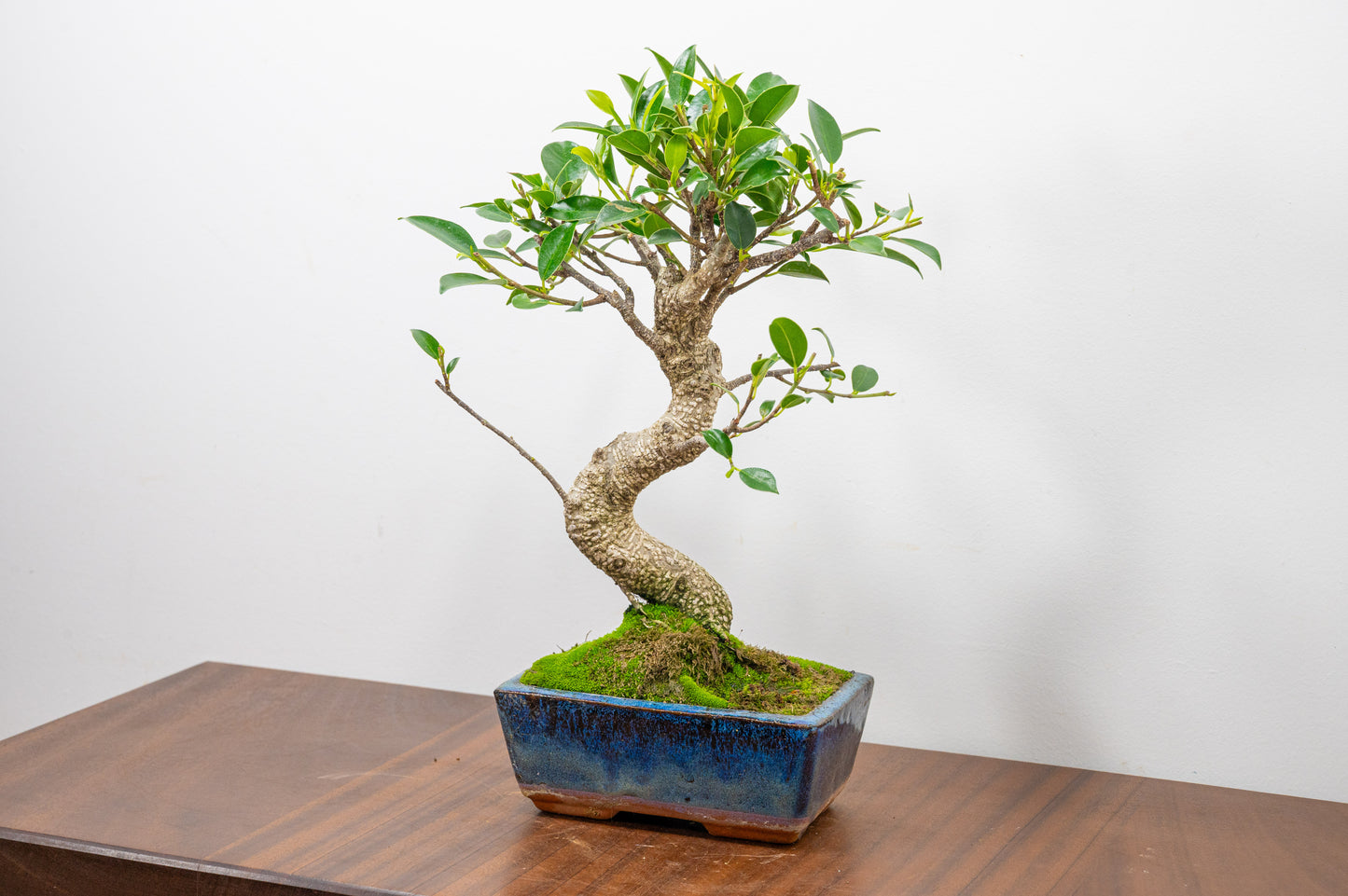 Banyan Fig Bonsai  S Trunk - 15cm Blue Ceramic Pot + Care Kit