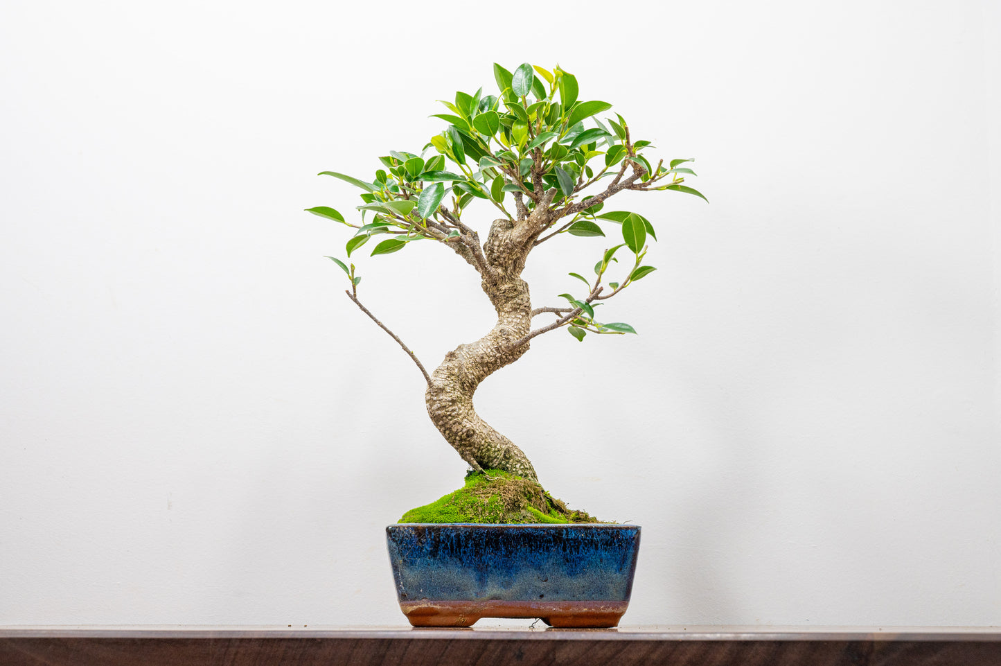 Banyan Fig Bonsai  S Trunk - 15cm Blue Ceramic Pot + Care Kit