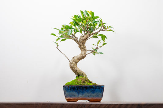 Banyan Fig Bonsai  S Trunk - 15cm Blue Ceramic Pot + Care Kit