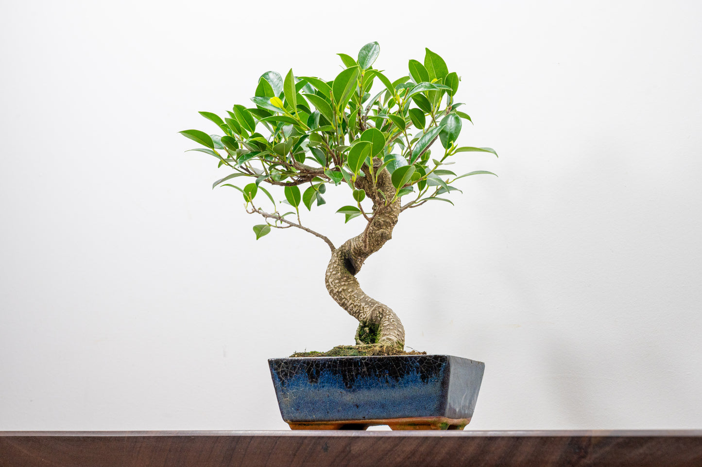 Banyan Fig Bonsai  S Trunk - 15cm Blue Ceramic Pot + Care Kit