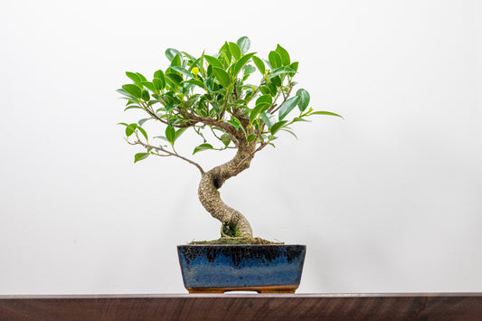 Banyan Fig Bonsai  S Trunk - 15cm Blue Ceramic Pot + Care Kit