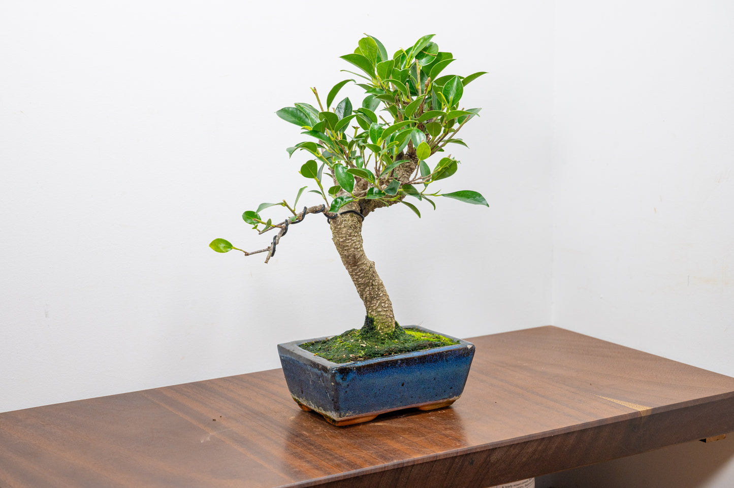 Banyan Fig Bonsai  S Trunk - 15cm Blue Ceramic Pot + Care Kit